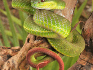 White Lipped Tree Viper For Sale