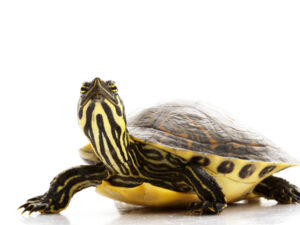 Yellow Bellied Slider Turtle for Sale