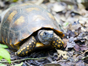 Yellow Foot Tortoise for Sale