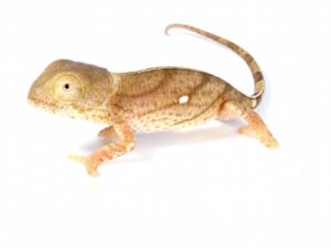 Yellow-Lip Parson's Chameleon For Sale