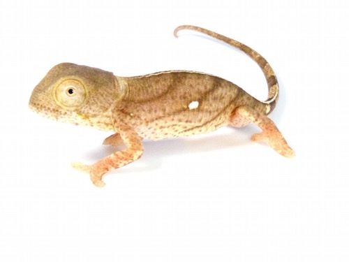 Yellow-Lip Parson's Chameleon For Sale