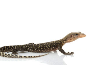 Yellow Monitor for Sale