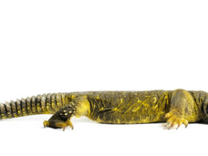 Yellow Niger Uromastyx For Sale