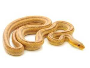 Yellow Rat Snake for Sale