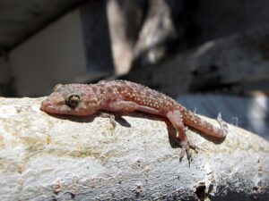 Geckos For Sale