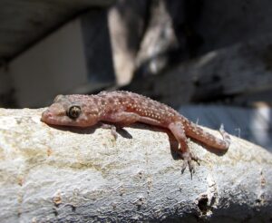 Geckos For Sale