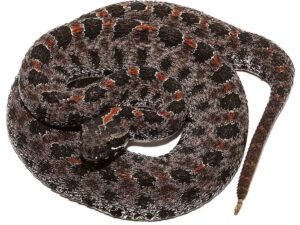 Pygmy Rattlesnake for sale