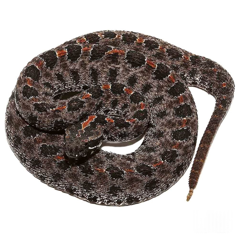 Pygmy Rattlesnake for sale