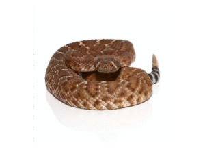 Red Rattlesnake For Sale