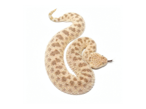 Saharan Sand Viper For Sale