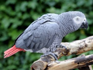 African Grey Parrot For Sale