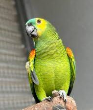 Amazon Parrots For Sale