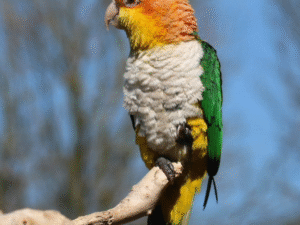 Caique Parrots For Sale