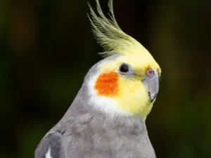 Cockatiels For Sale