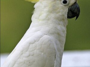 Cockatoo For Sale