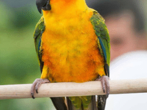 Conure For Sale