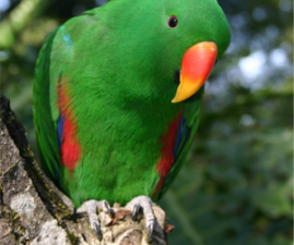 Eclectus For Sale