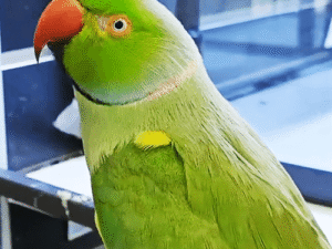Indian Ringneck Parrots For Sale