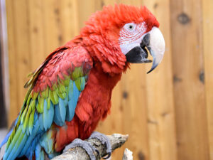 Macaw For Sale