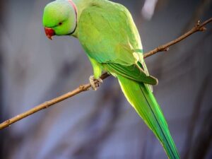 Australian Parakeets For Sale