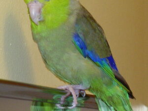 Parrotlets For Sale