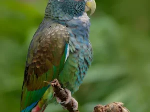 Pionus Parrots For Sale