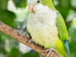 Quaker Parrots For Sale