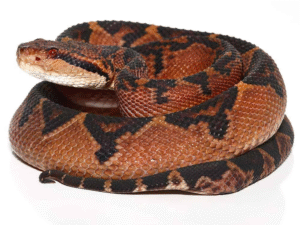 Bushmaster Snake For Sale