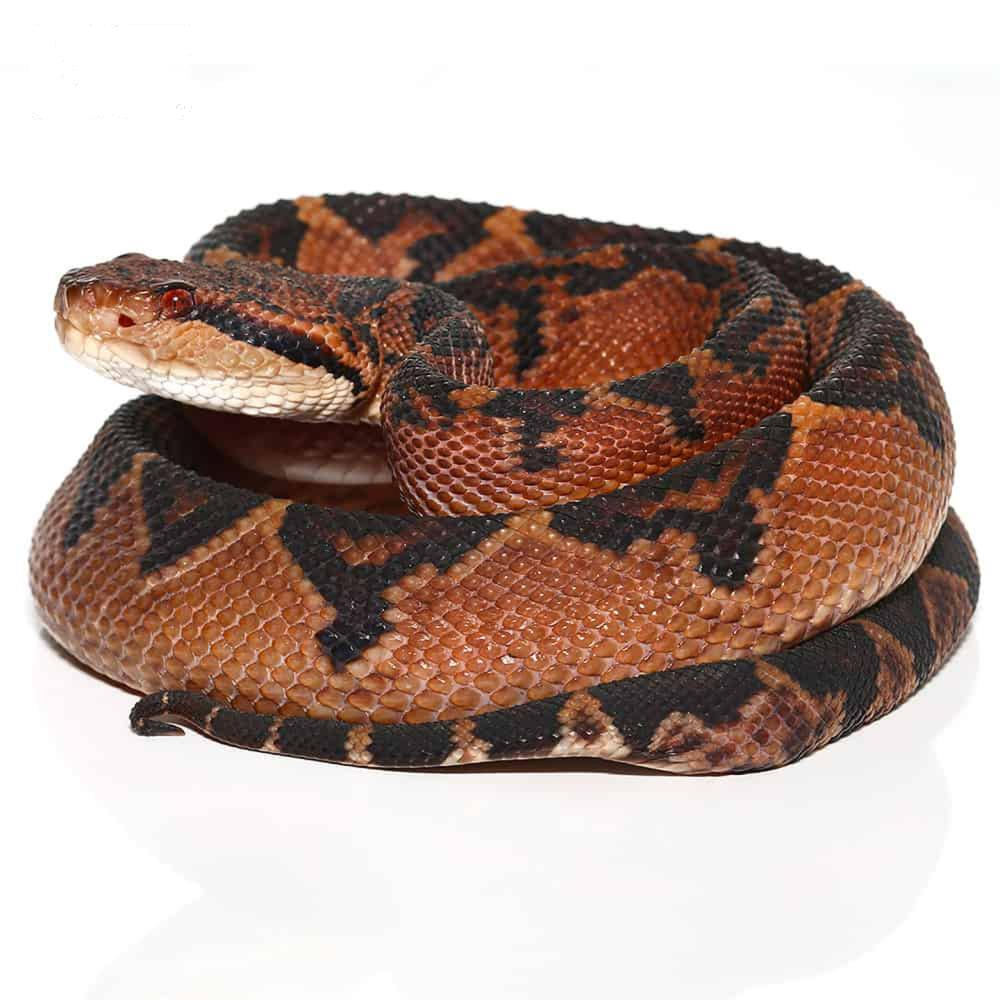 Bushmaster Snake For Sale