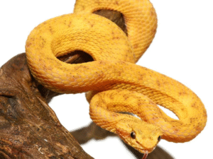 Golden Eyelash Viper For Sale