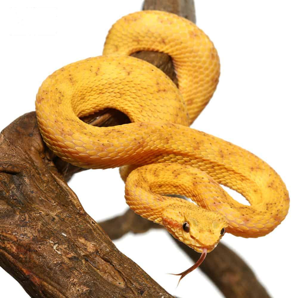 Golden Eyelash Viper For Sale