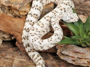White Speckled Rattlesnake for sale