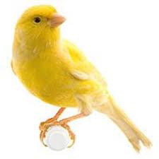 yellow canary for sale