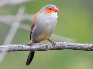 Orange Cheek Waxbill For Sale
