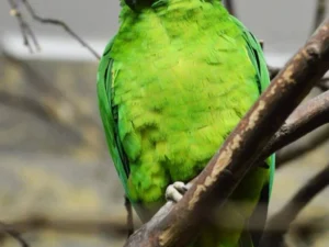 Black-Billed Amazon For Sale