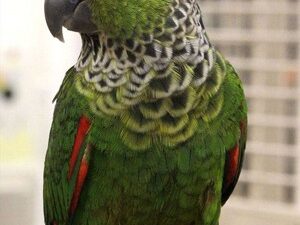 Black Capped Conure For Sale