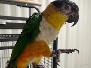 Black Headed Caique Parrot For Sale