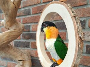 Black headed Caique Parrot