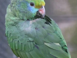 Blue-Cheeked Amazon For Sale