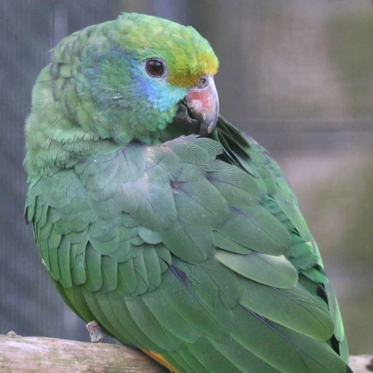 Blue-Cheeked Amazon For Sale