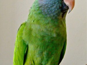 Blue Crowned Conure For Sale