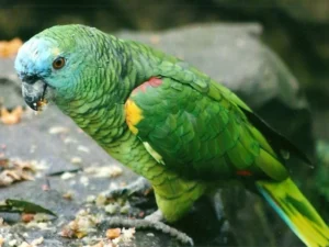 Blue Front Amazon For Sale