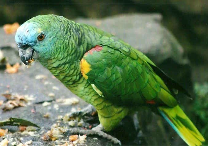 Blue Front Amazon For Sale
