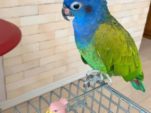 Blue Headed Pionus For Sale