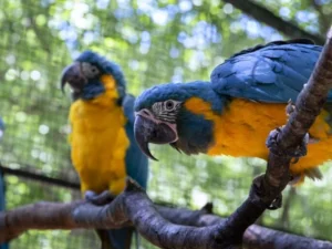 Blue Throated Macaw For Sale