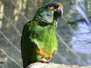 Blue Winged Macaw For Sale
