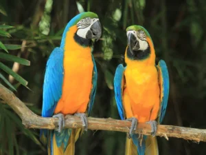 Blue and Gold Macaw For Sale