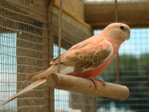 Bourkes Parrot For Sale