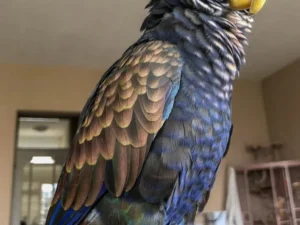 Bronze Winged Pionus For Sale