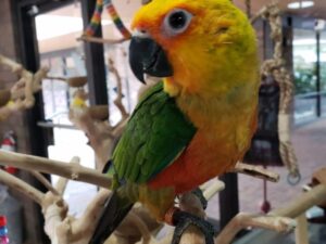 Brown Throated Conure For Sale
